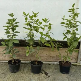 kalina-wawrzynowata-wieczniezielona-sadzonka-w-donicy-1l-viburnum-tinus
