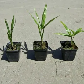 trachycarpus-fortunei-w-donicy-p9-palma-mrozoodporna-szorstkowiec