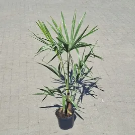 trachycarpus-fortunei-w-donicy-2l-c2-palma-mrozoodporna-szorstkowiec