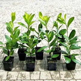 laurowisnia-wschodnia-novita-w-donicy-p9-prunus-do-40cm