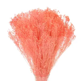 broom-bloom-rozowy-suszone-kwiaty-suszki