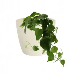 doniczka-donica-oslonka-15-cm-na-kwiaty-kremowa-okragla-plastikowa