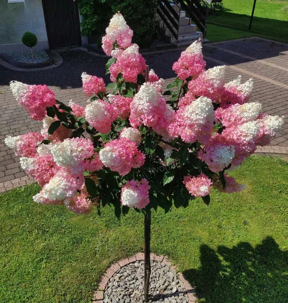 DRZEWKO! HORTENSJA VANILLE FRAISE NA PNIU! 150CM