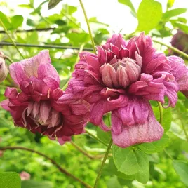 powojnik-purpurea-plena-elegans-wloski-2l