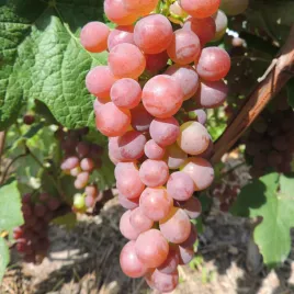 winorosl-vanessa-rozowa-bezpestkowa-2l