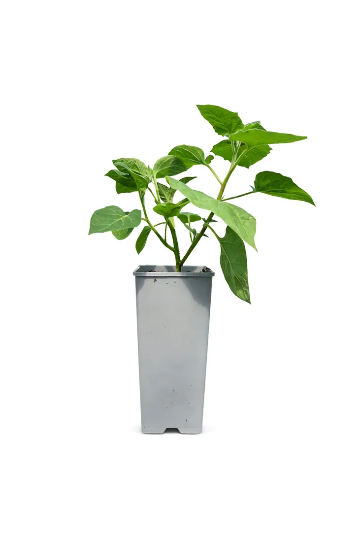 physalis-miechunka-c2