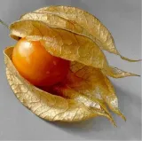 physalis-miechunka-c2-odmiana-miechunka
