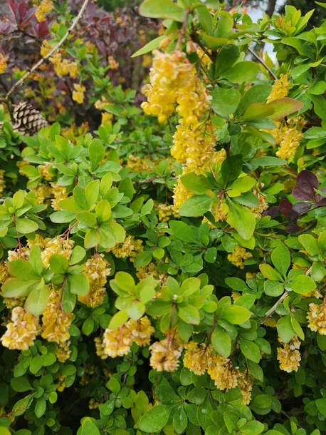 berberys-indian-summer-c6-rodzaj-rosliny-berberysy