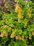 berberys-indian-summer-c6-rodzaj-rosliny-berberysy