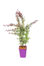 berberys-thunberga-atropurpurea-nana-c6