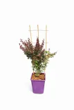 berberys-thunberga-helmond-pillar-c6