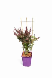 berberys-thunberga-helmond-pillar-c6