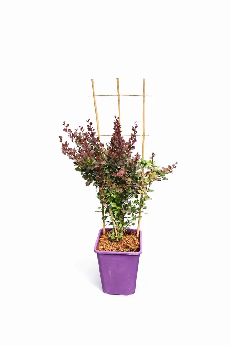berberys-thunberga-helmond-pillar-c6