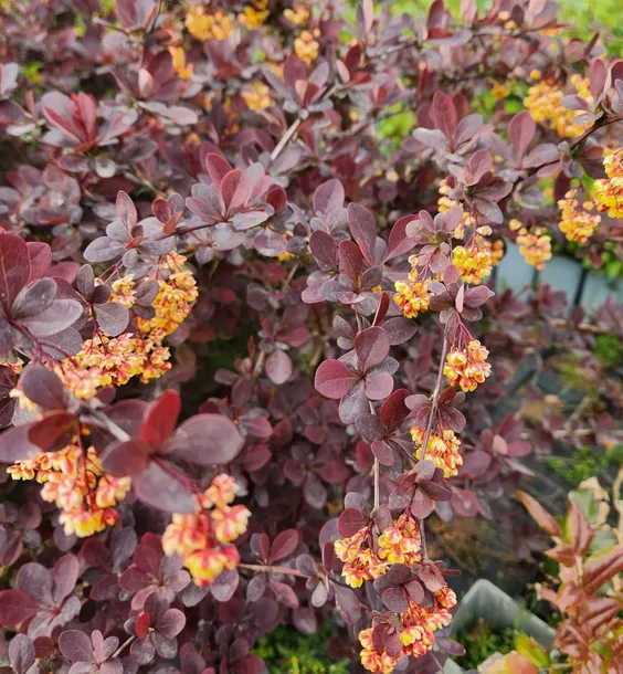 berberys-ottawski-superba-c6-rodzaj-rosliny-berberysy