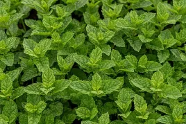 mieta-marokanska-mentha-spicata-moroccan