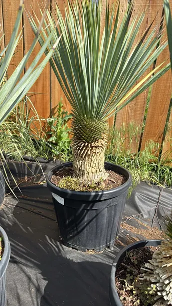 yucca-rostrata-100-120cm-waga-z-opakowaniem-30-kg
