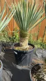 yucca-rostrata-100-120cm-waga-z-opakowaniem-30-kg