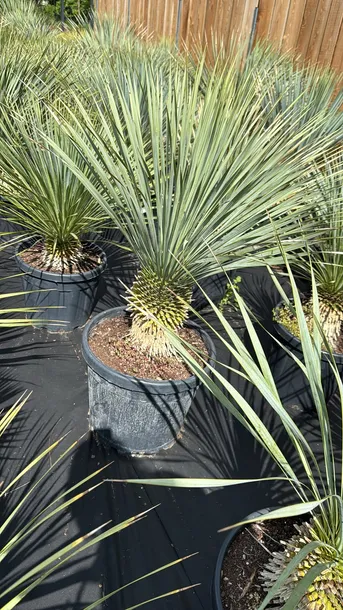 yucca-rostrata-100-120cm-kolor-kwiatow-zielone