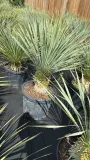 yucca-rostrata-100-120cm-kolor-kwiatow-zielone