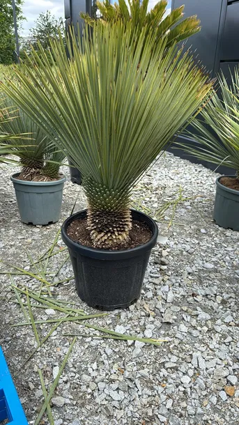 yucca-rostrata-100-120cm-roslina-w-postaci-inna
