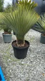 yucca-rostrata-100-120cm-roslina-w-postaci-inna
