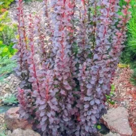 berberys-dariusz-c2-berberis-thunbergii-liscie-czerwone-dekoracyjny