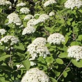 kalina-lantana-c2-viburnum-lantana-dekoracyjny-krzew-ogrodowy