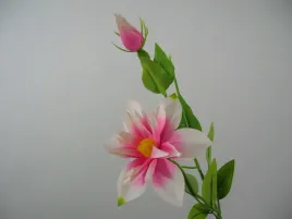 rozowo-kremowy-powojnik-clematis