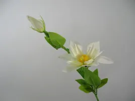 kremowy-powojnik-klematis-clematis-galazka