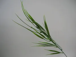 zielona-trawa-galazka-do-bukietu