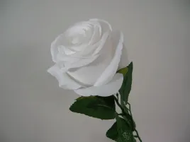satynowa-biala-roza-galazka-biale-roze
