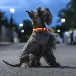 obroza-led-dla-zwierzat-petlux-innovagoods