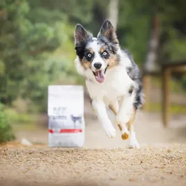 vetexpert-raw-paleo-ultra-wolowina-mediumandlarge-puppy-10kg