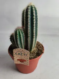 cactus-kaktus-14o-15-20cm