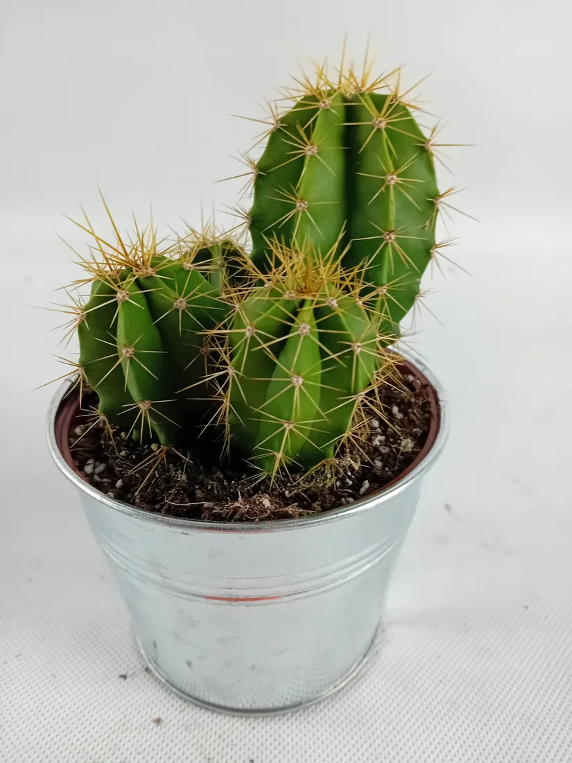 cactus-kaktus-w-oslonce-metalowej-rodzaj-rosliny-kaktusy