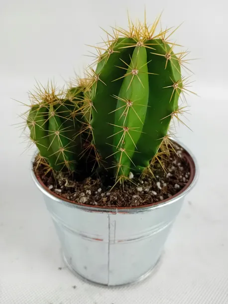 cactus-kaktus-w-oslonce-metalowej-kod-producenta-nl-265765765