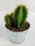 cactus-kaktus-w-oslonce-metalowej-kod-producenta-nl-265765765
