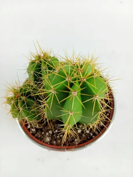 cactus-kaktus-w-oslonce-metalowej-odmiana-cactus