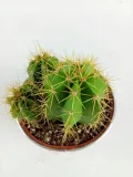 cactus-kaktus-w-oslonce-metalowej-odmiana-cactus