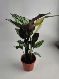 calathea-14o-45cm-kalatea