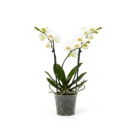 phalaenopsis-mf-boquetto-sensation-12o-35cm-3st-30-prezent-storczyk