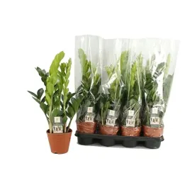 zamioculcas-zamifolia-14o-60cm-zamiokulkas