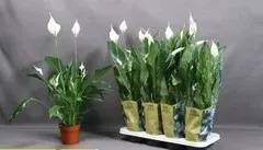 skrzydlokwiat-spathiphyllum-sweet-benito-13o-55cm