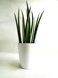 sansevieria-cylindrica-12o-38cmwezownica-cylindryczna-mikado-sanseweria