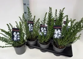 prostanthera-cuneata-15o-45cm-mieta-australijska-kleszan