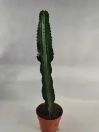 euphorbia-ingens-17o-70cm-wilczomlecz