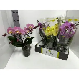 phalaenopsis-boho-nakrapiane-12o-30-45cm-storczyk-nowa-dostawa