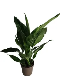 skrzydlokwiat-spathiphyllum-diamond-14o-50cm
