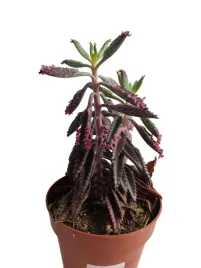 kalanchoe-tomentosa-8o-15cm-puszysty-sukulent-nowosc