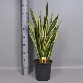 sansevieria-trifasciata-laurentii-12o-45cm-sanseweria